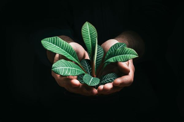 ESG és fenntarthatósági tanácsadás